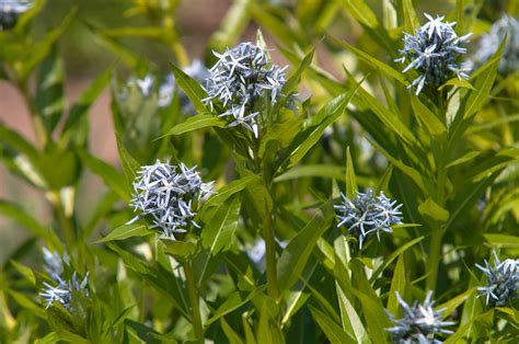 Blue Star (Amsonia): Plant Care and Growing Guide