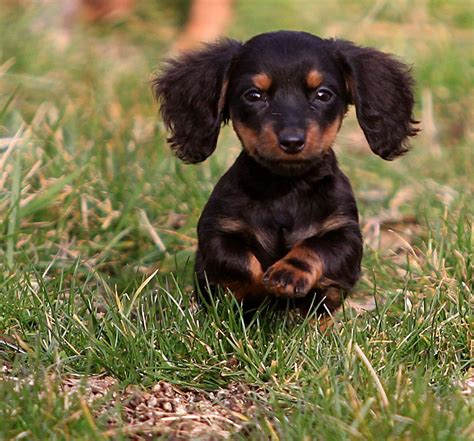 Flickr | Dachshund dog, Cute dogs, Puppies