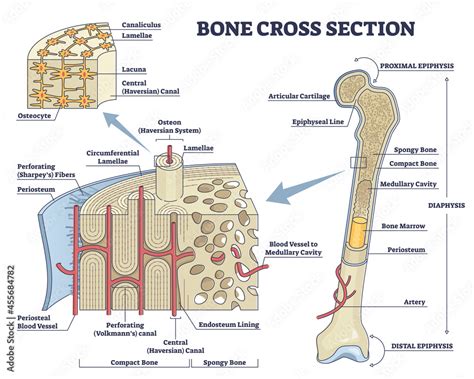 Obraz Bone cross section and isolated anatomical detailed structure ...