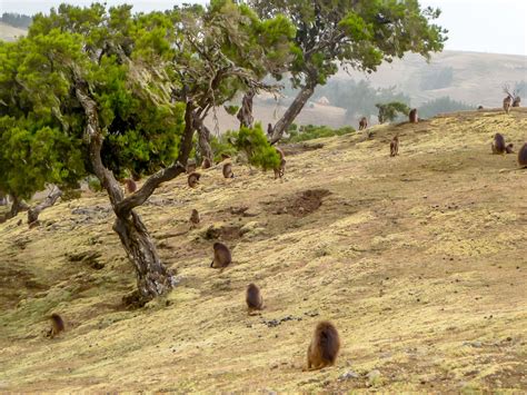 Wildlife - Link Ethiopia