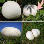 Giant Puffball Mushroom Information and Cultivation - Mushroom Appreciation