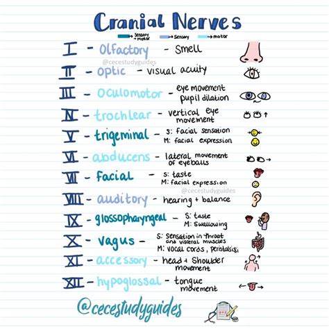 Cranial Nerves Cheat Sheet for Nurses and Nursing Students | Nurse ...