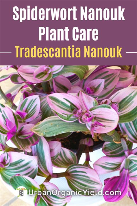 The Tradescantia Nanouk (Fantasy Venice Plant) is an elegant, one-of-a ...