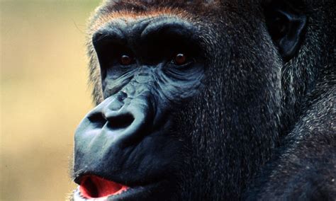 Cross River Gorilla | Photos | WWF