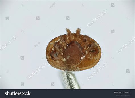 Varroa Destructor Varroa Mite External Parasitic Stock Photo 2110613216 ...