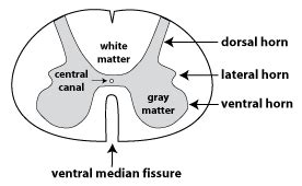 Spinal Cord Anatomy