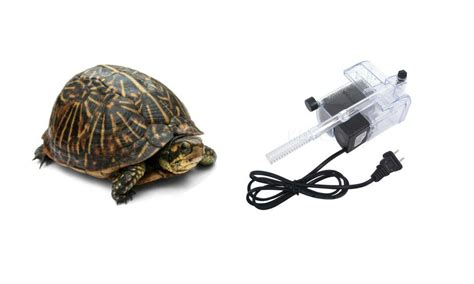 Best turtle tank filter | Turtle tank, Turtle tank filters, Turtle