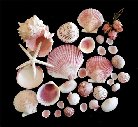 Pink Seashells 30 pcs Florida Sea Shell Collection Beach | Etsy