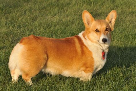 Pembroke Welsh Corgis Info, Facts, Temperament, Puppies, Pictures