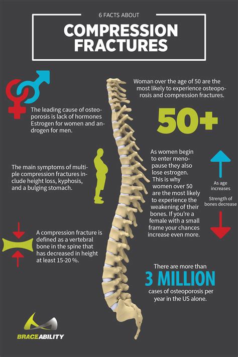 20 spine facts you should know – Artofit