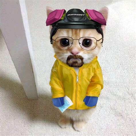 drain central on Instagram: “meowter white #breakingbad #bettercallsaul ...