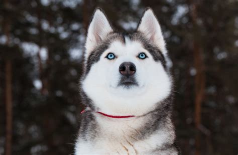 Funny Siberian Husky Brown And Blue Eyes - l2sanpiero