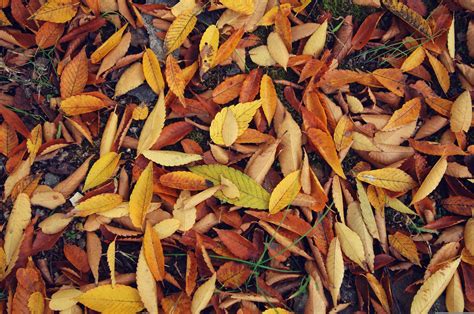 Hojas De Otoño - Foto gratis en Pixabay - Pixabay