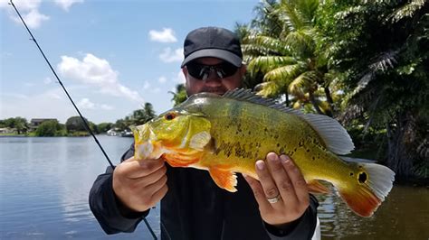 First Peacock Bass Fishing Experience | Florida Fishing Report