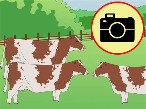 How to Identify Ayrshire Cattle: 4 Steps (with Pictures) - wikiHow