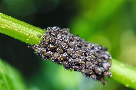 12 méthodes bio pour se débarrasser des pucerons