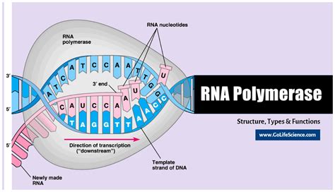 [DIAGRAM] Rna Polymerase Diagram - MYDIAGRAM.ONLINE