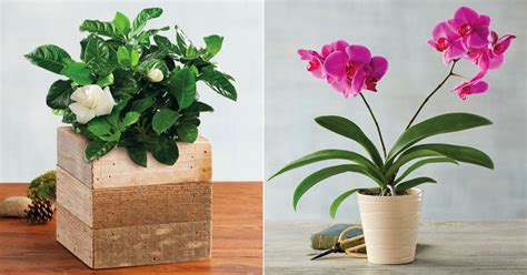 Best Indoor Flower Plants For Beginners | POPSUGAR Home