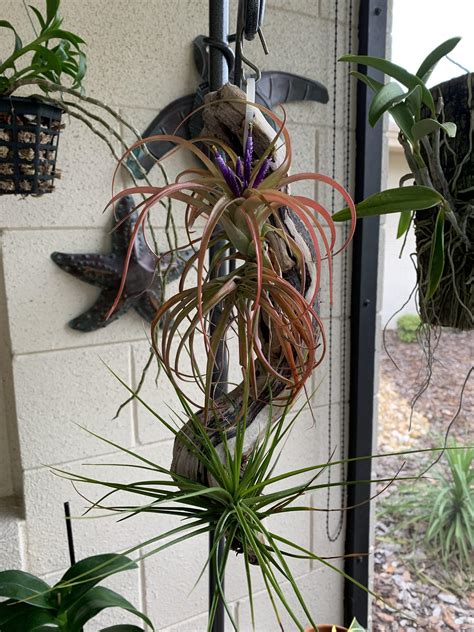 Air Plant Blooming : r/airplants