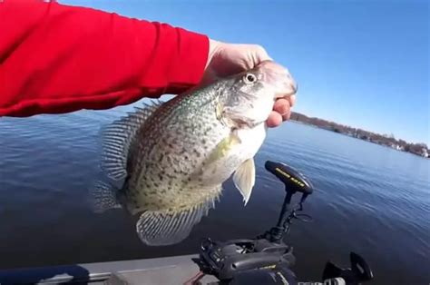 Indiana Crappie Fishing Tips (Free Guides)