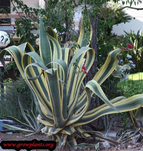 Agave americana - How to grow & care