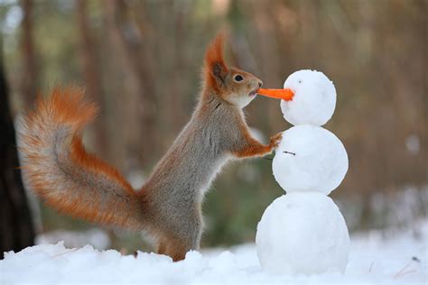 Russian Photographer Takes Pictures Of Squirrels Going NUTS In The Snow ...