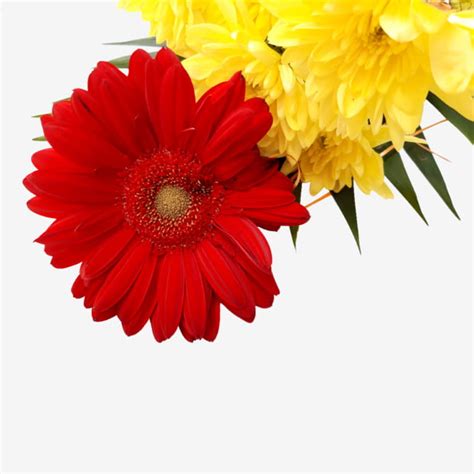 Red Yellow White Transparent, Red And Yellow Flowers, Red Flower ...