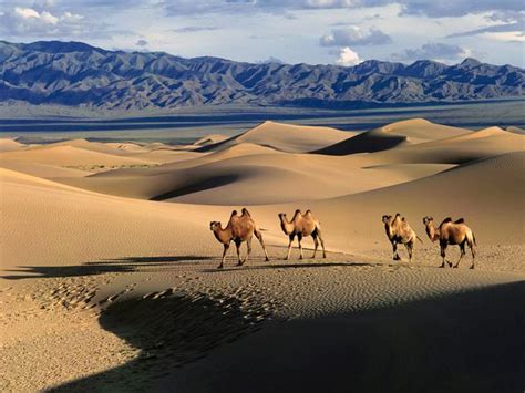 Tourism: Gobi Desert