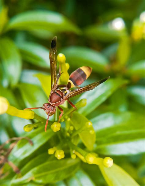 Honey bee, macro photography, - PixaHive