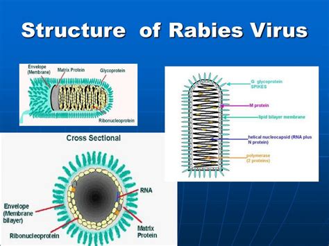 PPT - Rabies virus PowerPoint Presentation, free download - ID:896308