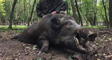 Wild Boar Hunting – Hunting in Hungary with Jagd Stiedl