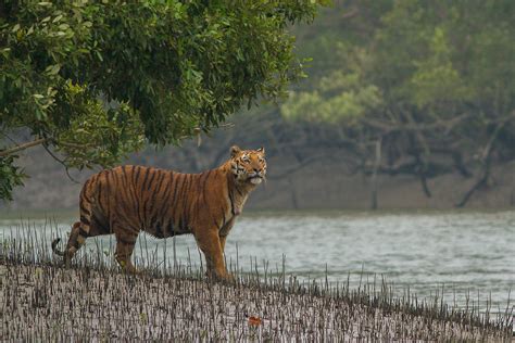 Number of Tigers in the Sundarbans Rises From 88 to 96 – The Wire Science