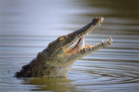 Crocodile | Habitat, Description, Teeth, & Facts | Britannica