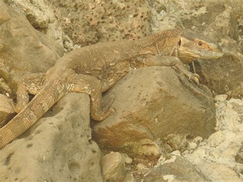 Savannah Monitor Lizard | SIMILAR BUT DIFFERENT IN THE ANIMAL KINGDOM