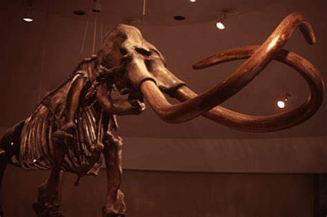 Mammoth State Fossil | State Symbols USA