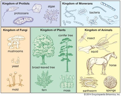 Biological Classification System And Examples