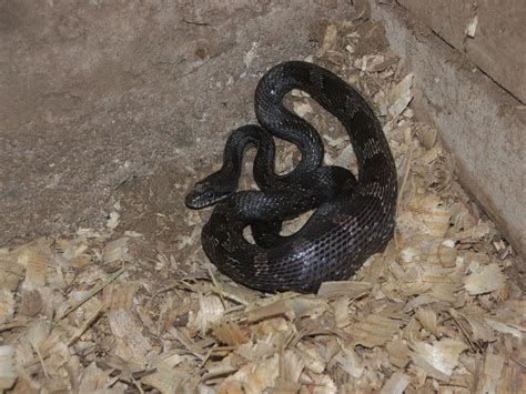 A juvenile black rat snake, I think. He's satisfied with himself after ...