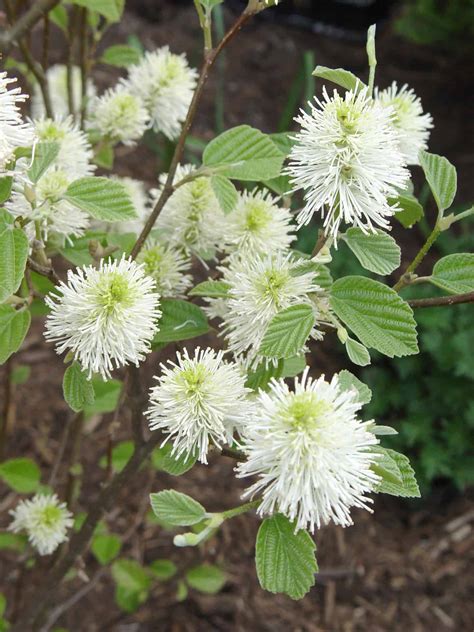 Buy Mount Airy Fothergilla (qt) - LGS Native Plant Shop