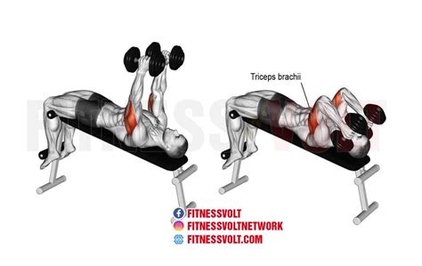 Decline Dumbbell Tricep Extension (Triceps) – Fitness Volt