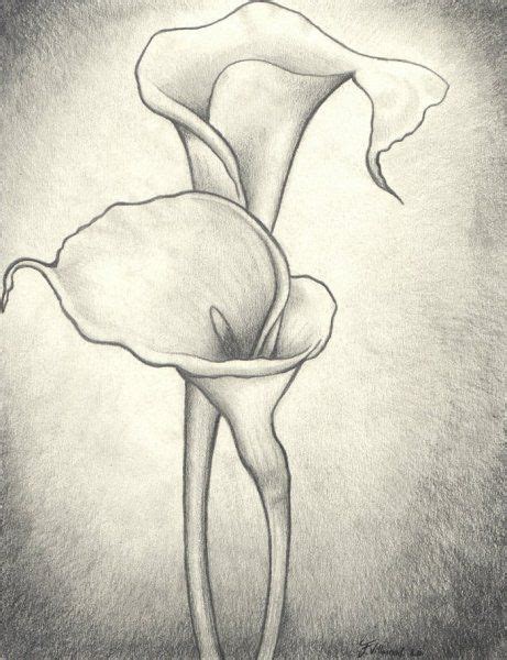 13 best alcatraz flor images on Pinterest | Calla lilies, Drawings of ...