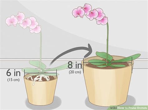 How to Prune Orchids: 14 Steps (with Pictures) - wikiHow