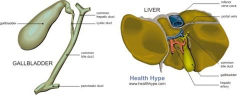 Bile Production, Function, Salts, Storage, Secretion | Healthhype.com