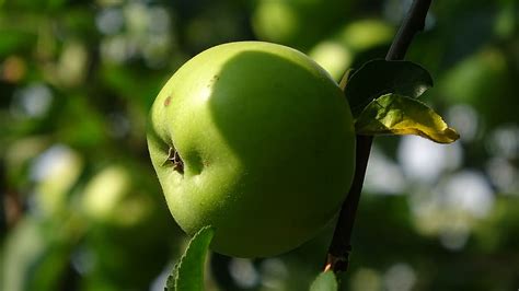 Online crop | HD wallpaper: apple, tree, green, fruit, ripe, nature ...