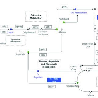 Metabolic maps of alanine, aspartate, and glutamate metabolism ...