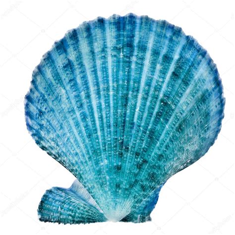 One Blue Seashell Close up isolated on white background Stock Photo by ...