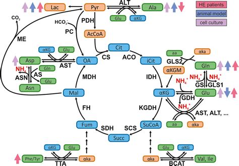 Ammonia and rewiring the TCA cycle. Schematic representation of the TCA ...