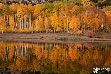 Aspen Fall Colors Reflection - Wildernessshots Photography