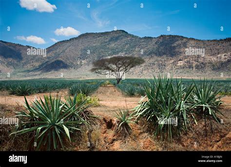 Sisal (Agave sisalana) plantation in Pare Mountains, Tanzania, Africa ...