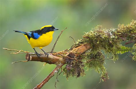 Blue-winged mountain tanager - Stock Image - F031/9404 - Science Photo ...