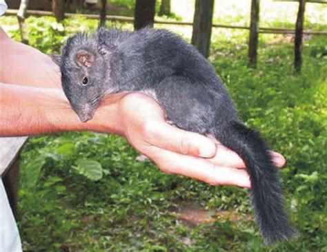 A juvenile L. aenigmamus , captured and released after photography ...